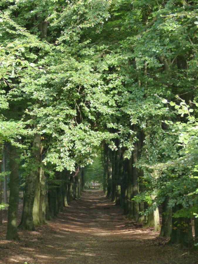 B&B Onder De Rode Beuk Dieren Exteriör bild