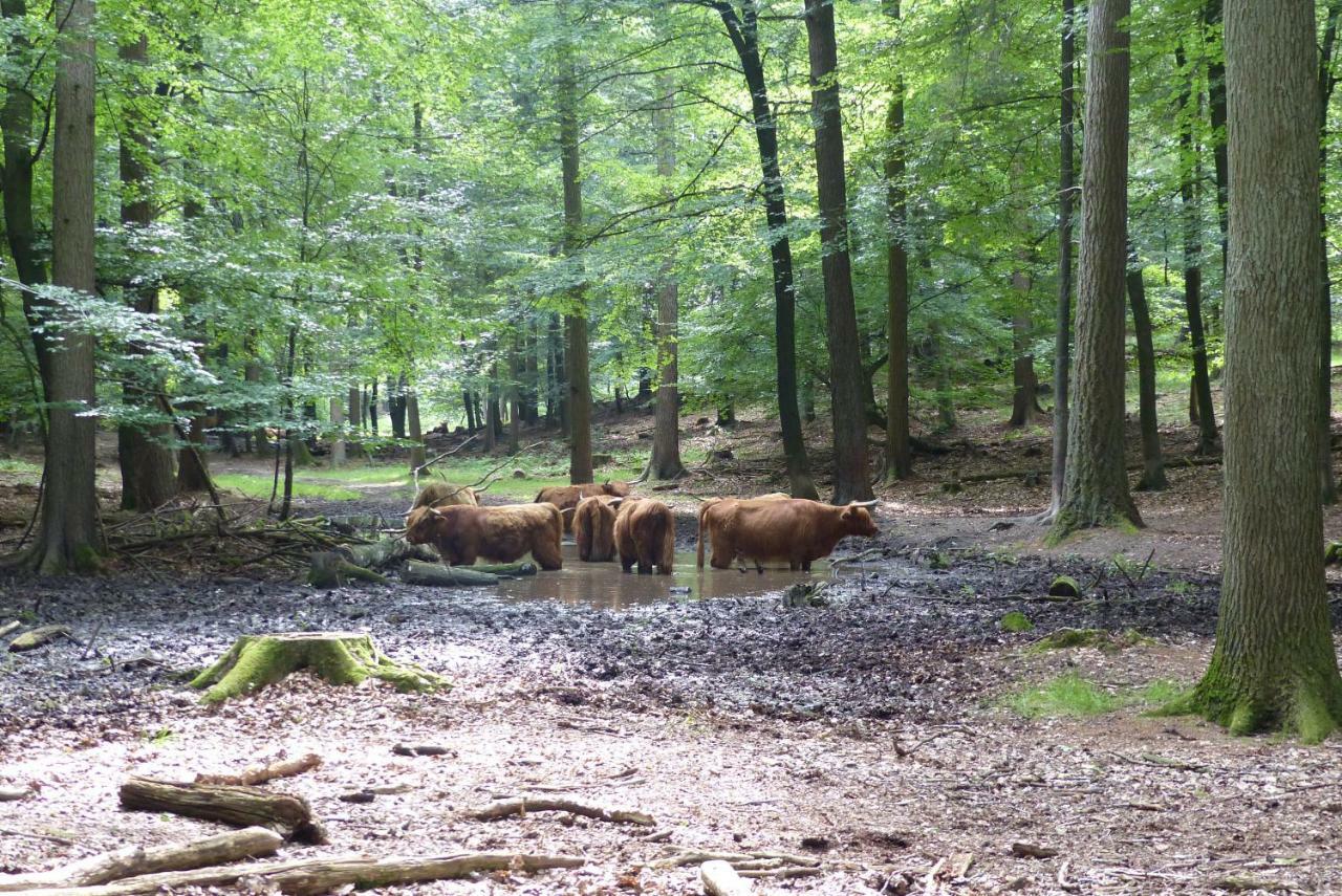B&B Onder De Rode Beuk Dieren Exteriör bild